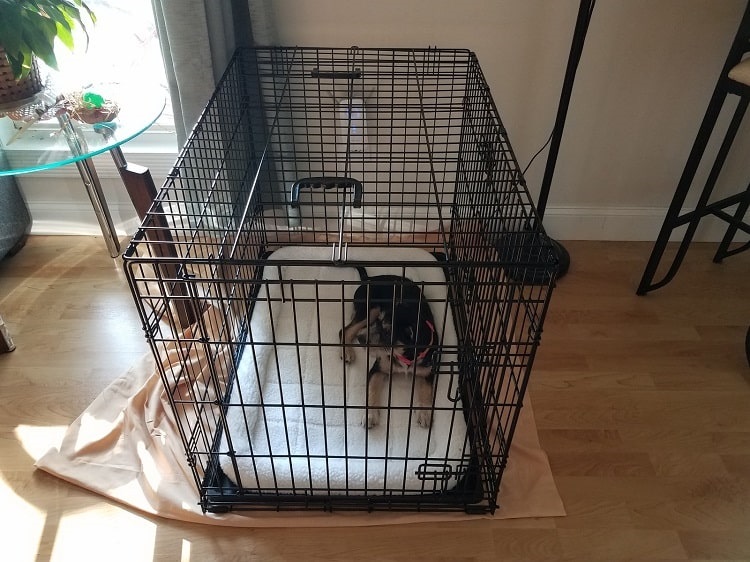 Puppy in metal cage or crate