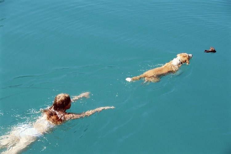Dog swimming with owner 