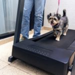 Dog walking on treadmill