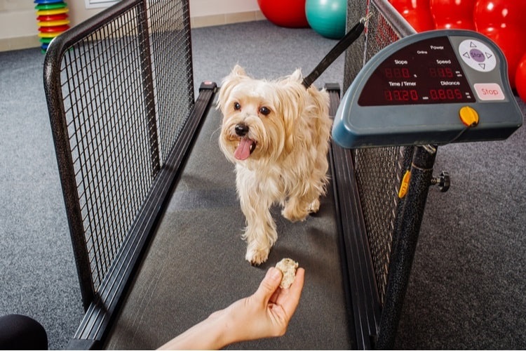 Person training dog to use a treadmill