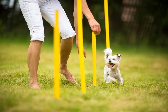 Small dog playing pole bending game