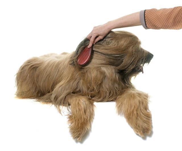 Person brushing a long haired dog's coat