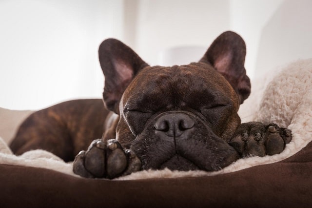 Short-nosed dog sleeping in dog bed