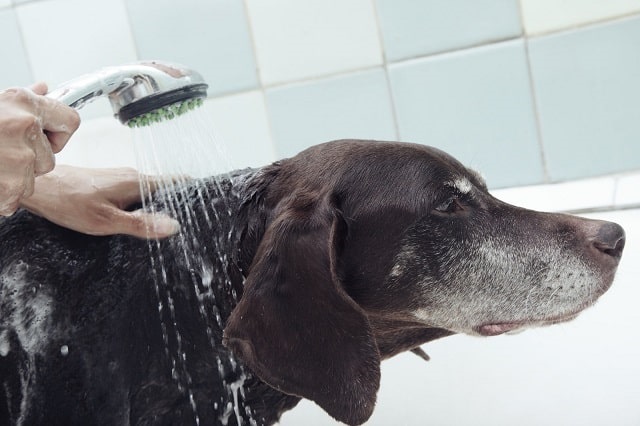 Dog being rinsed after a bath in a bathtub