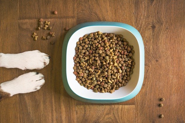 Bird's eye view of a dog's paws next to a bowl of high fiber dog food