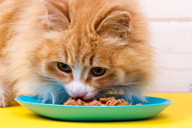 Cat eating wet cat food from a plate