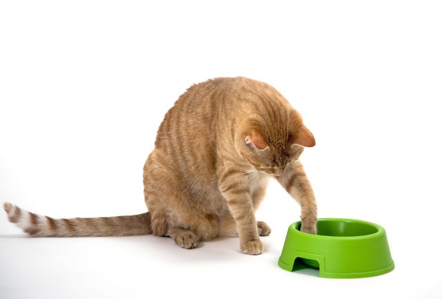Orange cat pawing an empty food bowl