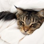 Cat suffering from an upset stomach resting in bed