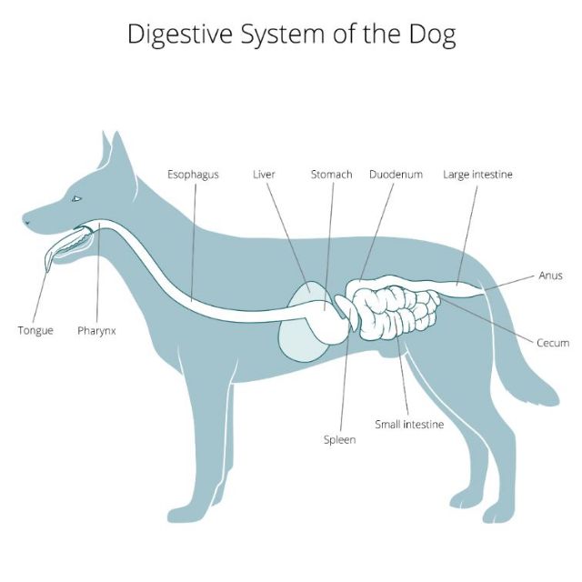 Diagram of a dog's digestive system, with each part labeled.