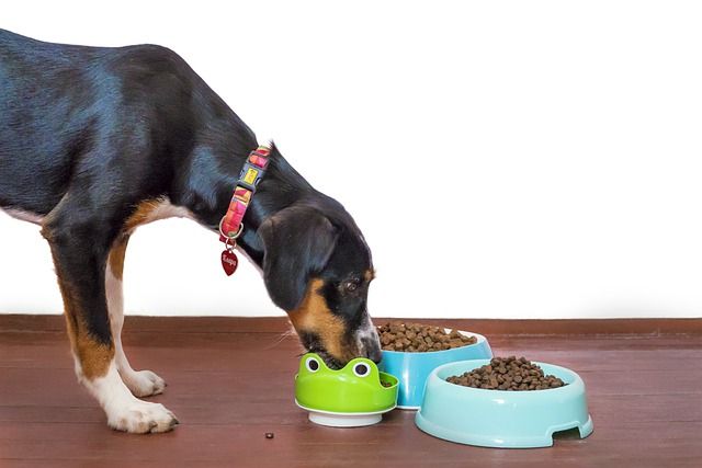 Dog feasting on bowls of dry kibble
