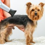 Yorkie being blow dried at a grooming shop