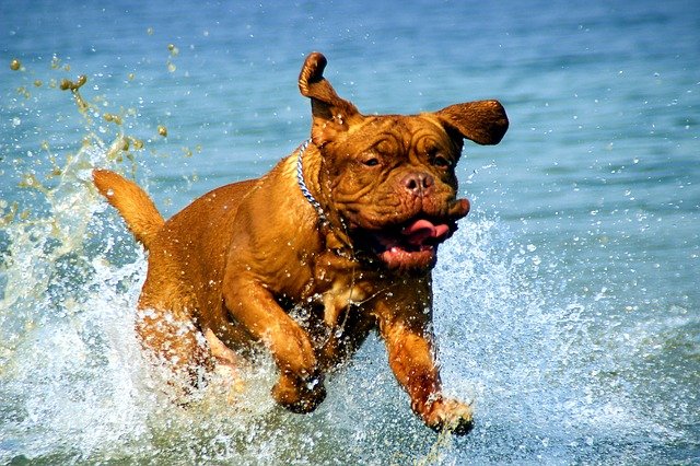 Staffie cross pitbull running through water
