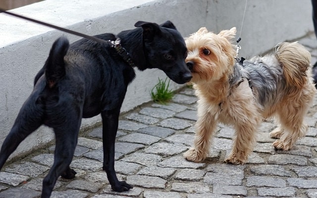 Two dogs meeting outdoors
