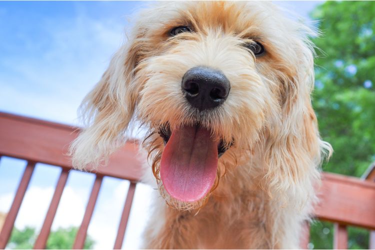 Closeup of a happy and healthy dog with his tongue out