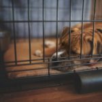 Big dog napping in dog crate