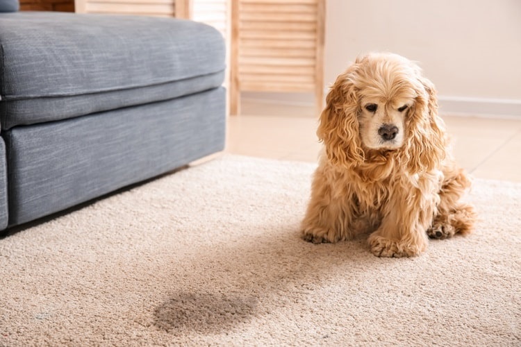 Dog next to wet spot on carpet, incontinent dog
