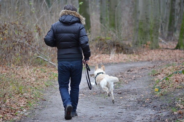 Man walking his dog leash-free in a bushy area 
