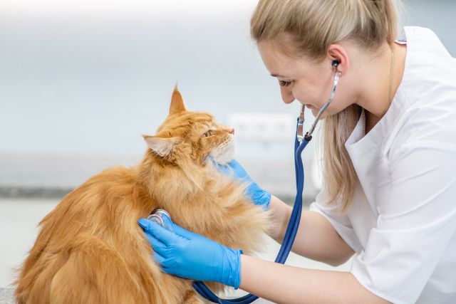 Veterinarian using stethoscope to perform a checkup of an overweight cat