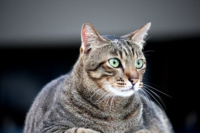 Overweight tabby cat staring at something in the distance