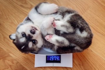 Puppy Weight Calculator - How Big Will My Dog Get? - Pet News Daily