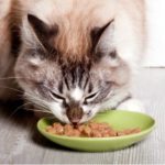 Cat eating wet cat food from a dish