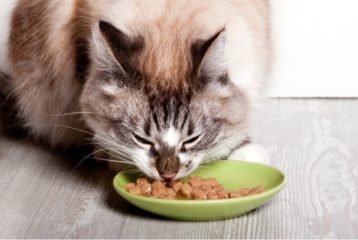 Cat eating wet cat food from a dish