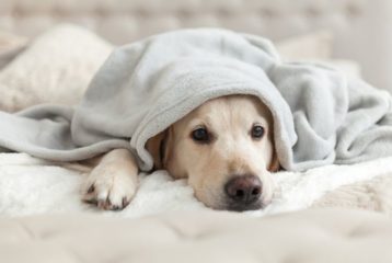 Sick dog with an upset stomach resting on their owner's bed