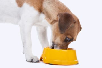 Small dog eating out of yellow dog bowl