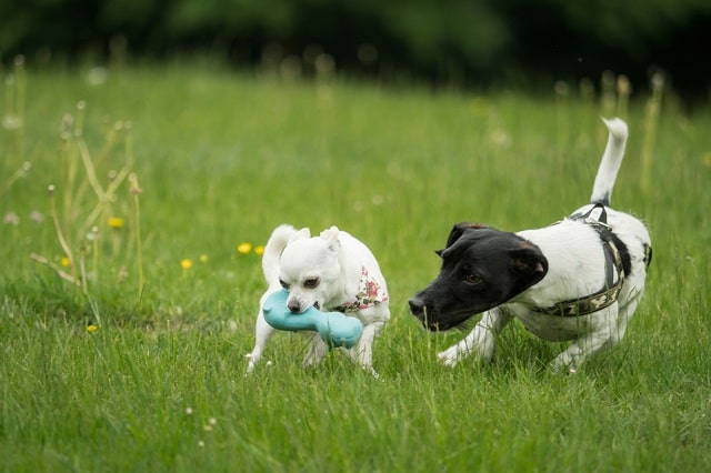 Two dogs play with a toy in the grass as a way to Stop Dogs from Fighting