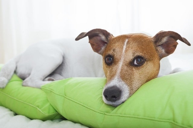 Jack Russell Terrier laying in green dog bed
