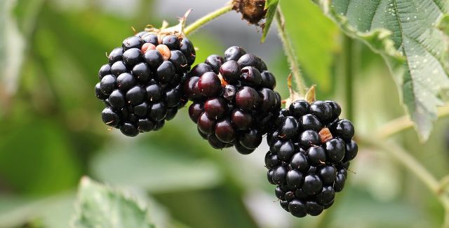 can dogs eat blackberries?