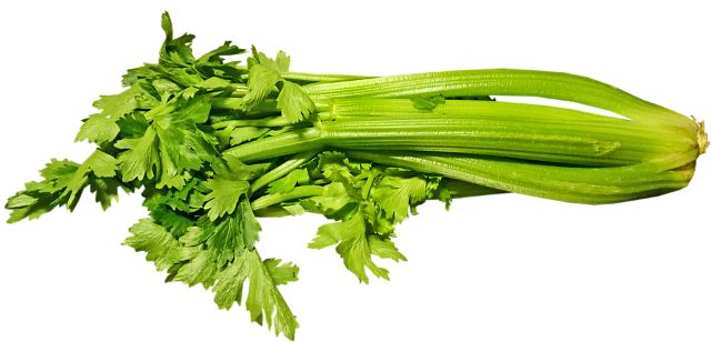 can dogs eat celery?