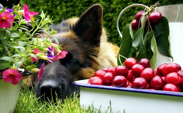 can dogs eat cherries?