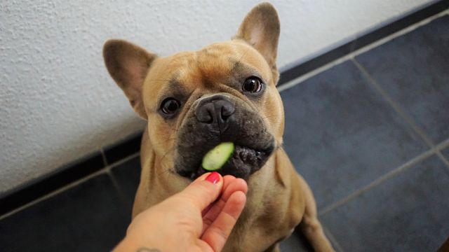 can dogs eat cucumber?