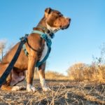 Dog wearing an escape proof dog harness and leash outdoors