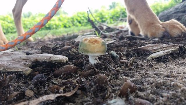 can dogs eat mushroom?