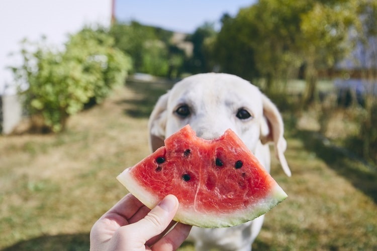 Person holding watermelon slide in front of dog