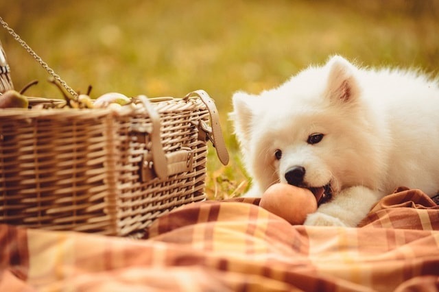 White dog eating a peach on a blanket near a basket outdoors
