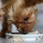 Yorkshire Terrier eating wet food containing tuna