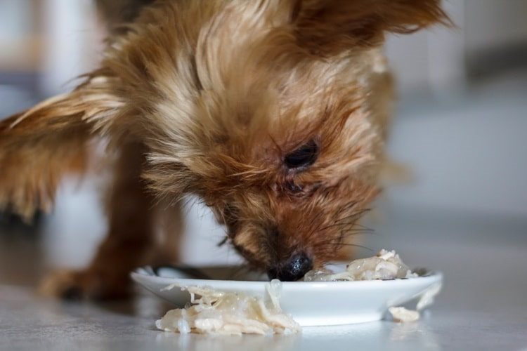 Yorkshire Terrier eating wet food containing tuna