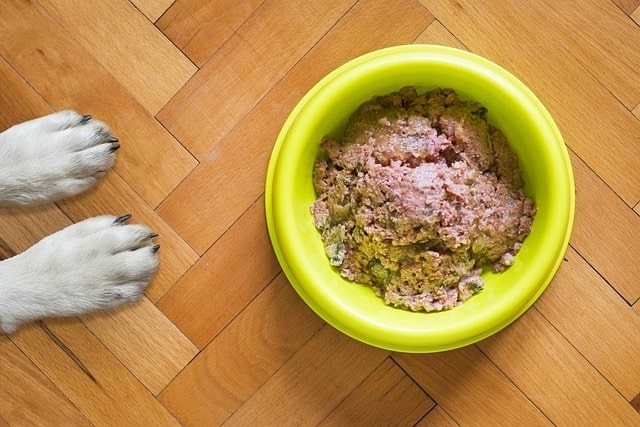 Dog paws near bowl of wet dog food containing tuna