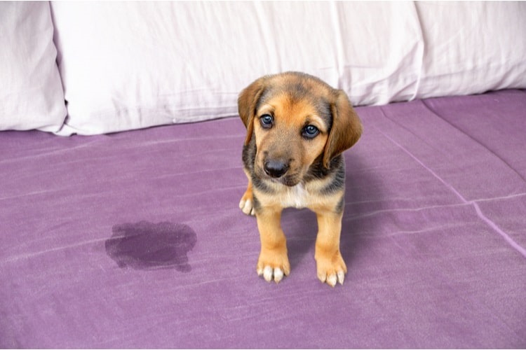 Puppy sitting next to a wet spot on the bed