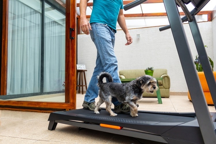 Person walking a small dog on a treadmill