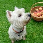 White dog sits near a basket of peaches in the grass