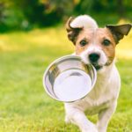 big list of human foods that dogs can and cant eat