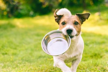 big list of human foods that dogs can and cant eat