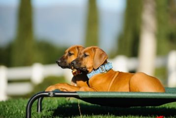 Two puppies lounging on an elevated outdoor dog bed in the sun