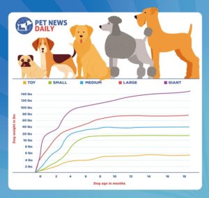 Puppy Weight Calculator - How Big Will My Dog Get? - Pet News Daily