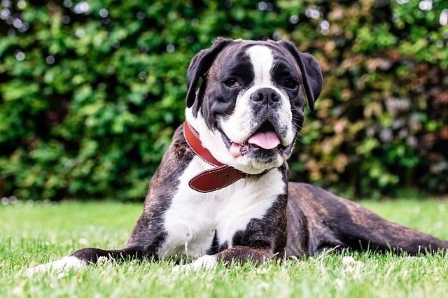 Boxer laying in the grass panting