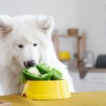 White dog eating a sliced bell pepper from a bowl